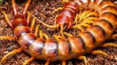 Lee harapás tekercsek?