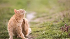 Függetlenül attól, hogy a macska füléje az ember számára veszélyes?