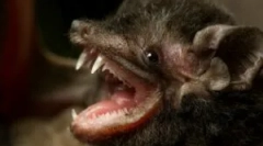 Veszélyes egy személy denevérek számára?