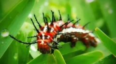 Veszélyes és mérgező pillangók és hernyók