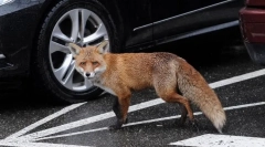 Veszélyes állatok a legtöbb ártalmatlan és aranyos megjelenéssel