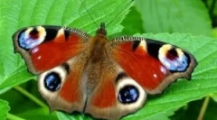 Leírás és életmód pillangó páva szemek