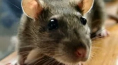 Leírás és életmód patkány