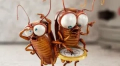 A csótányok leírása és építése