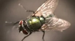 A legyek leírása, szerkezete és aerodinamikai tulajdonságai