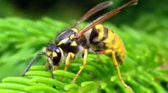 Leírás, épület és életmód oss