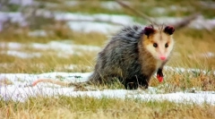 Oposatsum (fotó): vicces baba