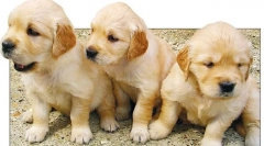 A vesék és a húgyhólyag tumorai