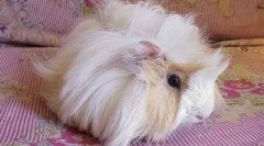 Tapasztalat az egyik olvasónk tengerimalac fenntartásában