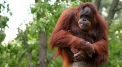 Orangután