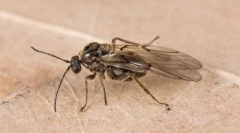 Dió és más galériák