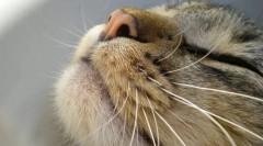 Macska érzés szervek