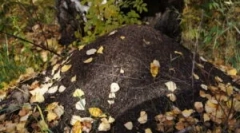 Orientáció az erdőben az anthillen