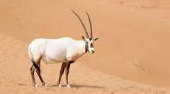 Orix arab