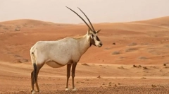 Oryx cukor