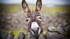 Szamár - vad testvére ishak