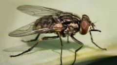 Őszi repülés a faluban