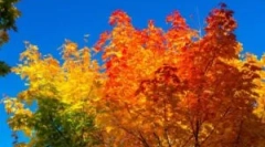 Őszi kezelés polikarbonát üvegház