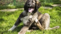 Collar kiltics kiskutya bloch és tings