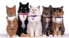 Gallér bloch és tings beafar (beaphar)