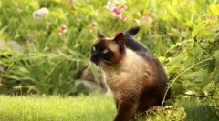 Gallér a bolhák és a kullancsok a macskák: hogyan kell választani