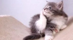 Gallér a bolhákból és kullancsokból egy cica számára