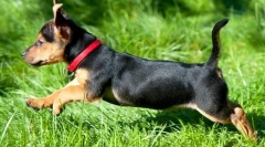 A kutyák kullancsok gallérja: mi jobb?