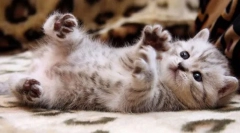 A jövőbeli kisállat ellenőrzése