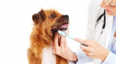 A kutya ellenőrzése és gondozása