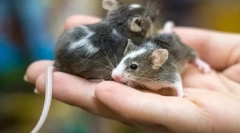 Az egér fő különbségei a patkányból, mi a különbség és hasonlóság