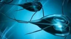 A lambiózis fő tünetei