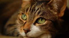 A tulajdonosok alapvető csalódása a macskákról