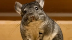 Jellemzők és érdekes tények a chinchillachról