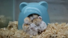 A hörcsögök jellemzői és alvási sebessége