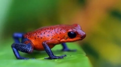 Vérkeringő kétéltűek jellemzői