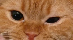 Az említett szemek kezelésének jellemzői macskákban