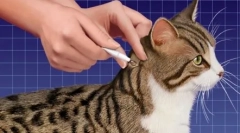 A kábítószer közvetlen spot-on macskával rendelkezik