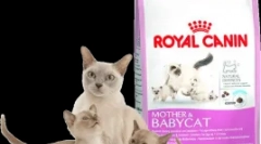 A táplálkozási macskák jellemzői