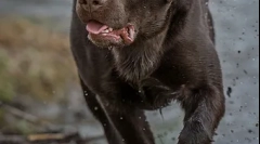 Labradorov táplálkozásának jellemzői