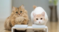 Sterilizált macskák éneklése