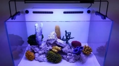 A vízkészítés jellemzői az új akváriumban