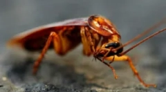 Tarakanov tenyésztési jellemzők