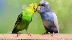 A hullámos papagájok tenyésztésének jellemzői