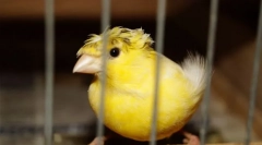 A kanár gondozásának és tartalmának jellemzői