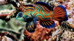 Mi a hal színétől függ?