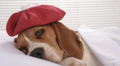 Milyen betegségek vannak a vakcinázások