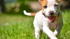 Ünnepek a természetben és nincs kullancsok