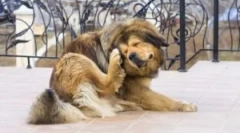 Hol jönnek a földi bolhák otthonról?