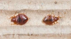 Hol vannak a lakás hibái?