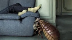 Ahol a házak bolhák jelennek meg?